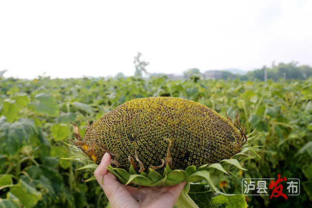 家人们,泸县那片向日葵花海变样啦(图6) 6.jpg