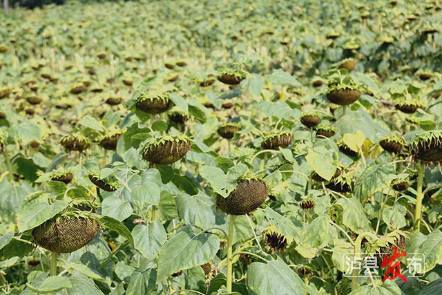 家人们,泸县那片向日葵花海变样啦(图8) 8.jpg