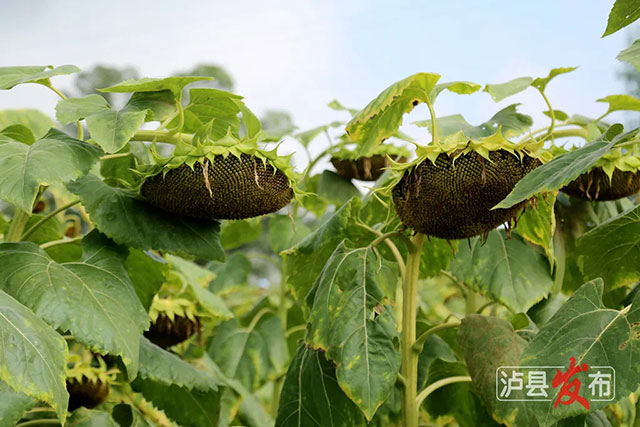 家人们,泸县那片向日葵花海变样啦(图7) 7.jpg