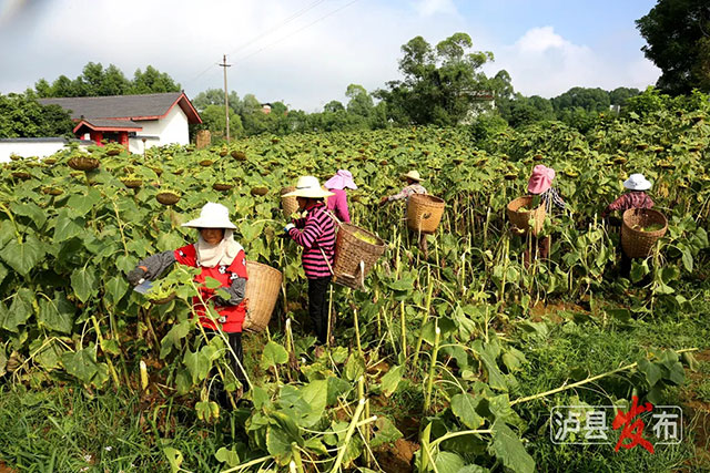 家人们,泸县那片向日葵花海变样啦(图10) 10.jpg