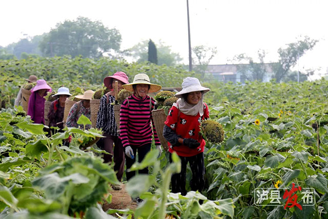 家人们,泸县那片向日葵花海变样啦(图11) 11.jpg