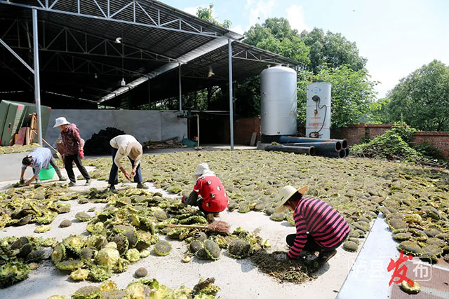 家人们,泸县那片向日葵花海变样啦(图12) 12.jpg