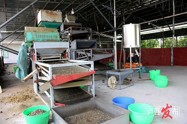 家人们,泸县那片向日葵花海变样啦(图13) 13.jpg