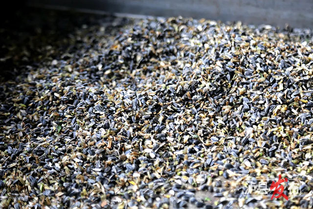 家人们,泸县那片向日葵花海变样啦(图14) 14.jpg