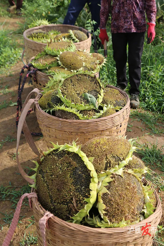 家人们,泸县那片向日葵花海变样啦(图15) 15.jpg