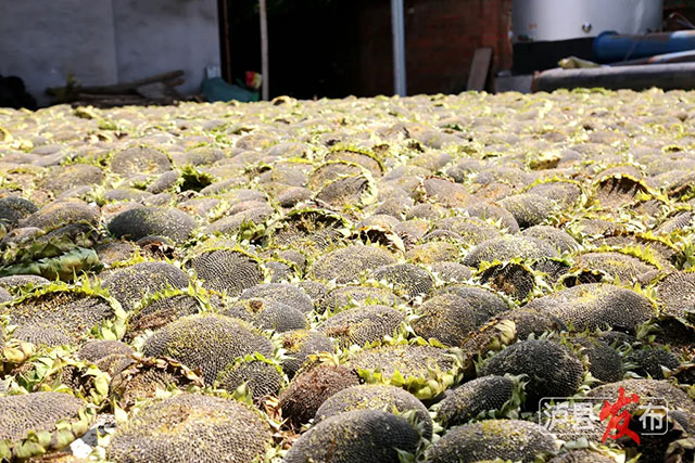 家人们,泸县那片向日葵花海变样啦(图16) 16.jpg