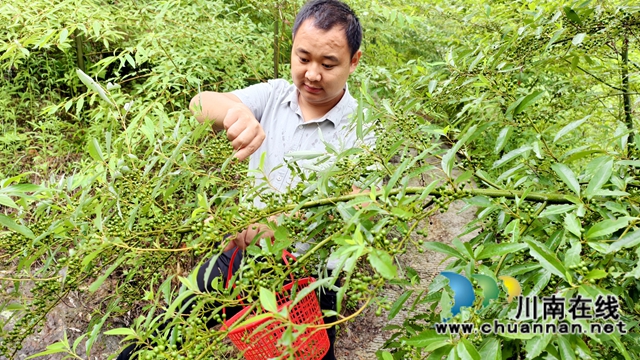 图3：王大彬采摘木姜子 .jpg