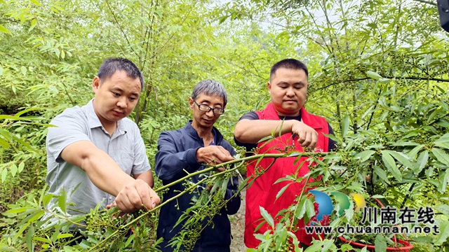 纳溪区龙车镇：芳香四溢 木姜子变身致富“金豆子”