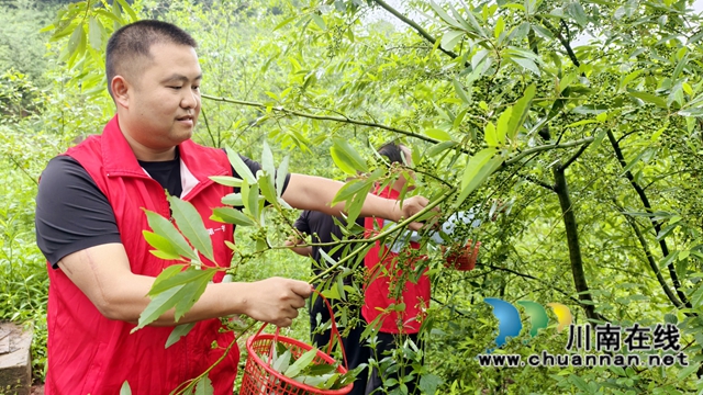 图4：罗宾采摘木姜子 .jpg