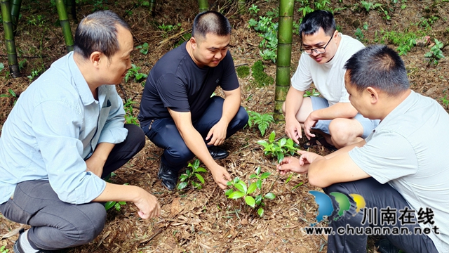 纳溪区龙车镇:林下套种草珊瑚,“一地三收”好“丰”景(图3) 图3:查看草珊瑚.jpg