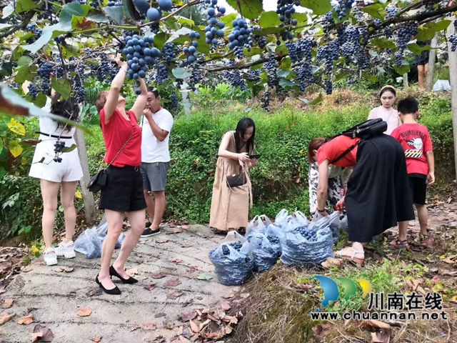 游客在项目基地泸县紫桂缘家庭农场采摘鲜果1.jpg