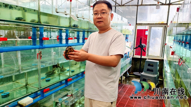 纳溪龙车镇：众筹饲养宠物龟，“云端”售卖年入400万