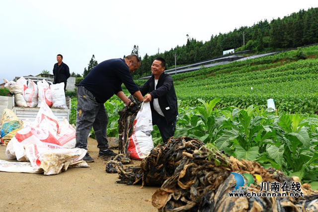 泸州：去“白”留“绿”，揭开烟田绿色生产新路子
