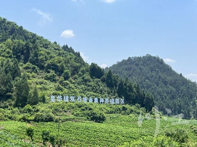 让“一把钥匙打开多把锁” 返乡创业的“养蚕哥”有了新“丝”路(图1) 11.jpg