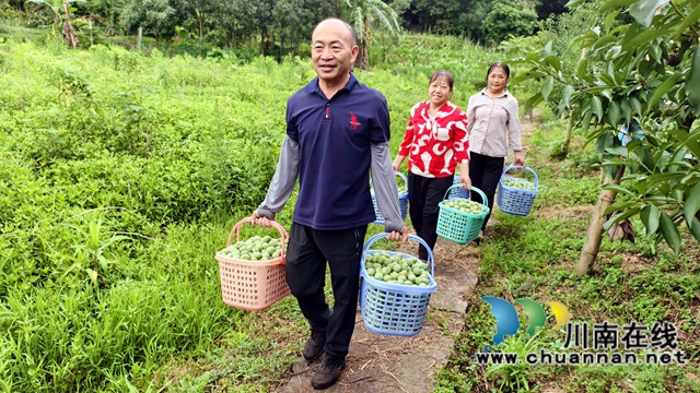 纳溪:采摘正当时 青脆李华丽变身“致富果”(图2) 图2:运送李子.jpg