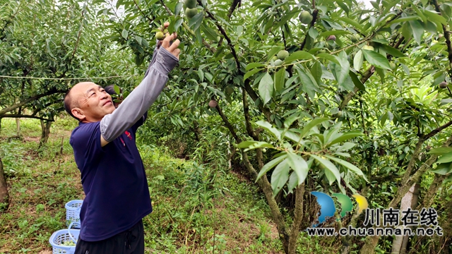 纳溪：采摘正当时 青脆李华丽变身“致富果”