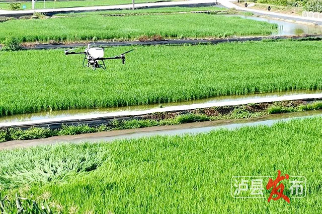 这个会飞的“饲养员”，解锁泸县稻虾种养秘密
