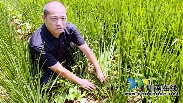 纳溪区新乐镇：旱地飘稻香 高山变粮仓