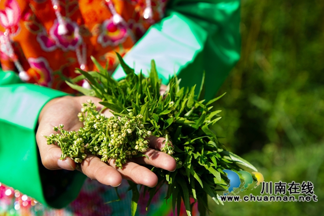 古蔺黄荆:一片“金叶子” 绘就民族医药致富图景(图2) 2.jpg