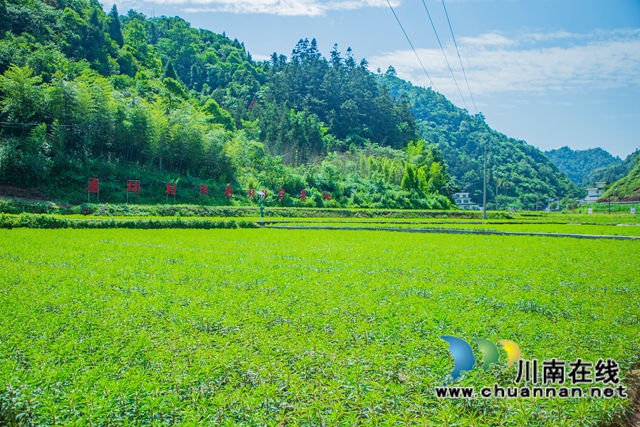 古蔺黄荆:一片“金叶子” 绘就民族医药致富图景(图1) 1.jpg