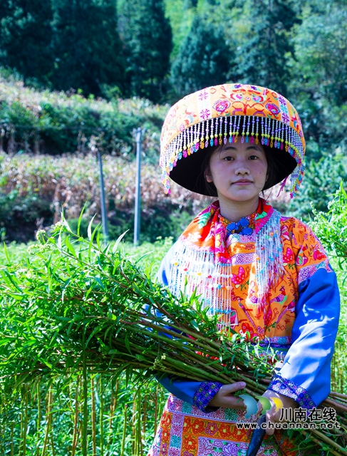 古蔺黄荆:一片“金叶子” 绘就民族医药致富图景(图3) 3.jpg