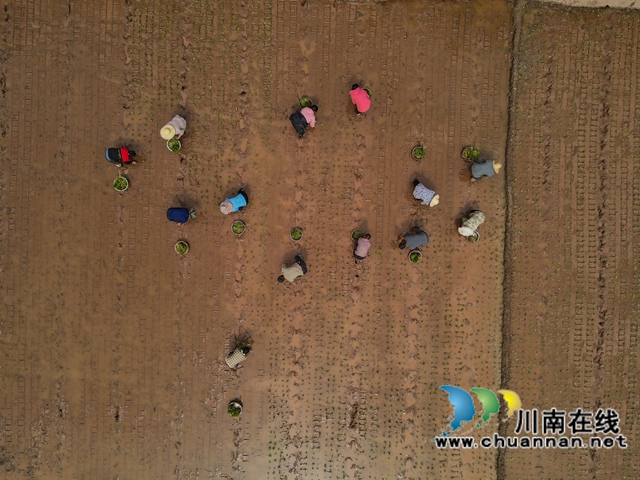 古蔺黄荆:一片“金叶子” 绘就民族医药致富图景(图6) 6.jpg