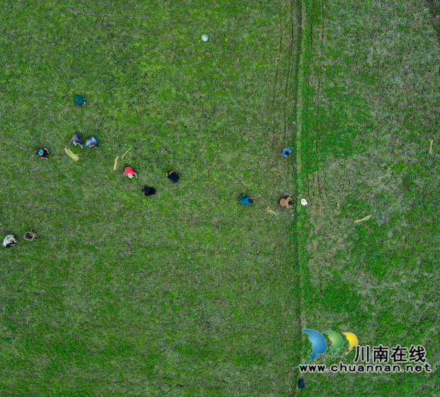 古蔺黄荆:一片“金叶子” 绘就民族医药致富图景(图5) 5.jpg