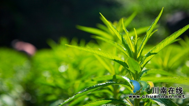 古蔺黄荆:一片“金叶子” 绘就民族医药致富图景(图4) 4.jpg