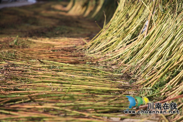 古蔺黄荆:一片“金叶子” 绘就民族医药致富图景(图8) 8.jpg