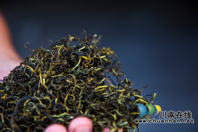 古蔺黄荆:一片“金叶子” 绘就民族医药致富图景(图7) 7.jpg