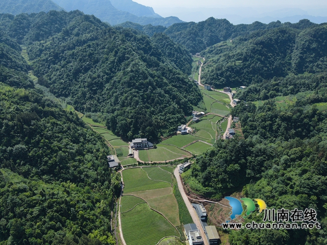 古蔺黄荆:一片“金叶子” 绘就民族医药致富图景(图9) 9.jpg