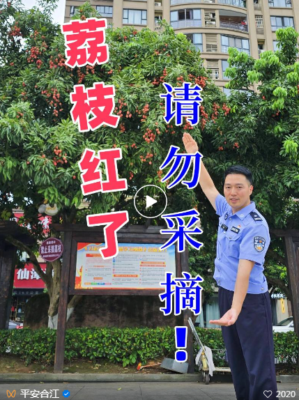 今年第一批偷合江荔枝的,已被抓……(图2) 2.png