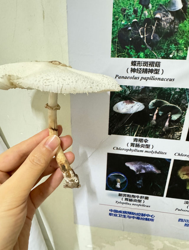 【太吓人】网购蘑菇种子自己种，泸州夫妻双双中毒休克，遭得惨……