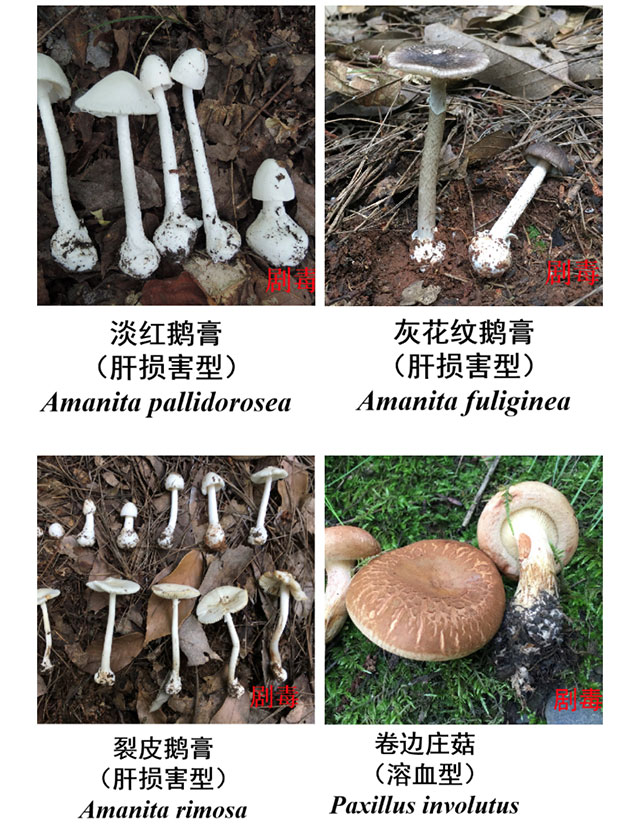 【太吓人】网购蘑菇种子自己种,泸州夫妻双双中毒休克,遭得惨……(图5) 5.jpg