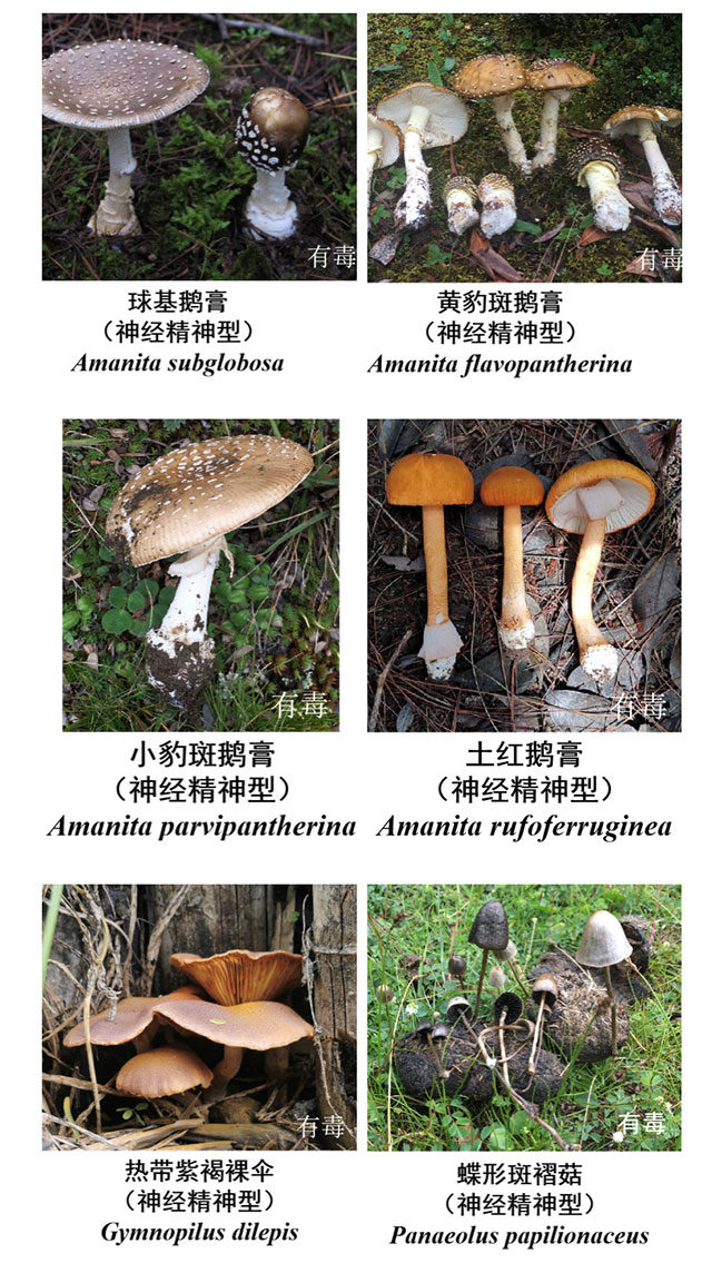 【太吓人】网购蘑菇种子自己种,泸州夫妻双双中毒休克,遭得惨……(图8) 8.jpg