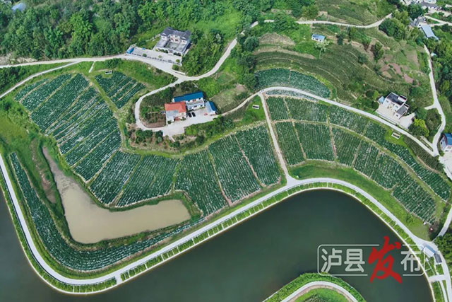 又辣又“相因”!泸县这里的辣椒2.5元每斤(图1) 1.jpg