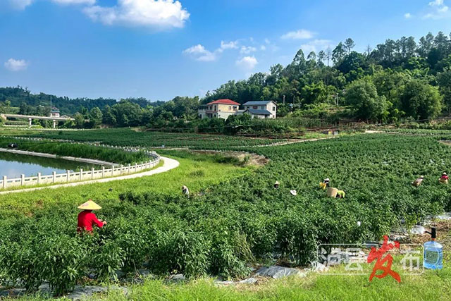 又辣又“相因”!泸县这里的辣椒2.5元每斤(图2) 2.jpg