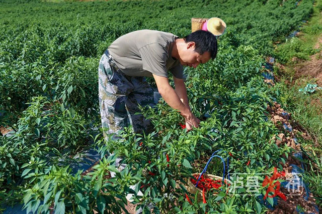 又辣又“相因”!泸县这里的辣椒2.5元每斤(图3) 3.jpg