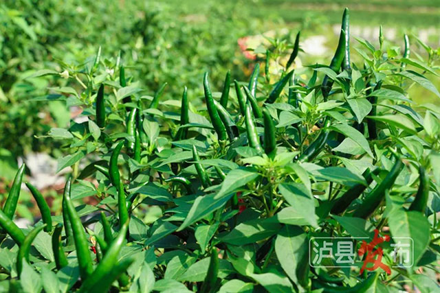 又辣又“相因”!泸县这里的辣椒2.5元每斤(图4) 4.jpg