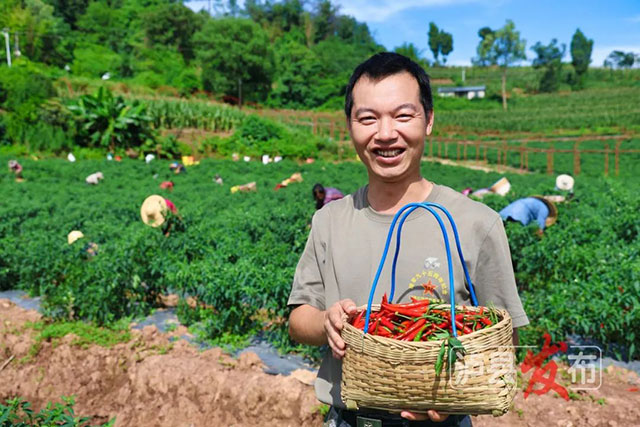 又辣又“相因”!泸县这里的辣椒2.5元每斤(图5) 5.jpg