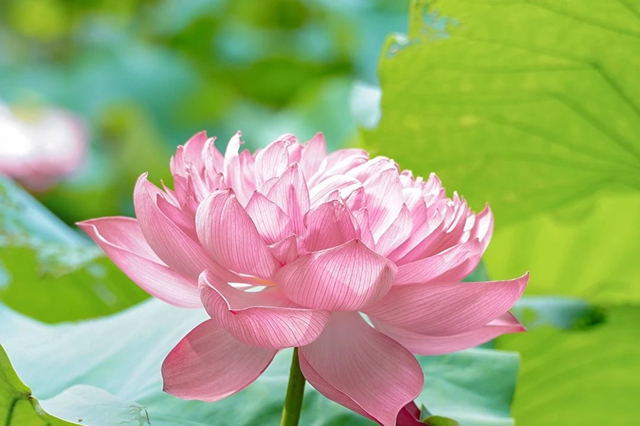 大暑时节如何养生?(图9) 9.jpg