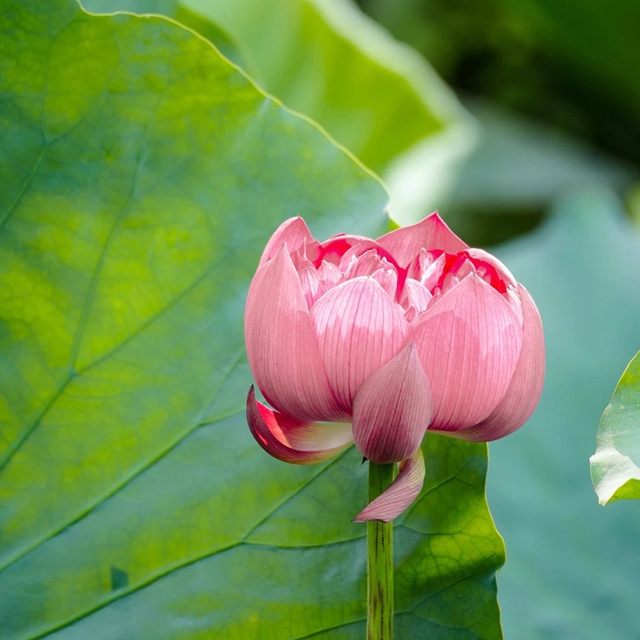 大暑时节如何养生?(图10) 10.jpg