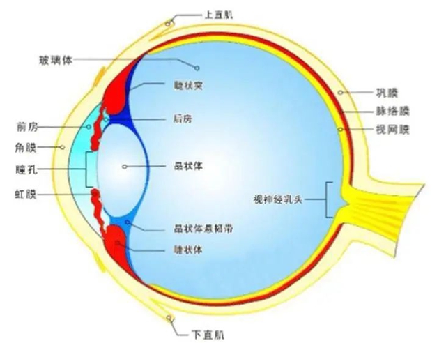 男子砍树,右眼球破裂……(图3) 6403.jpg