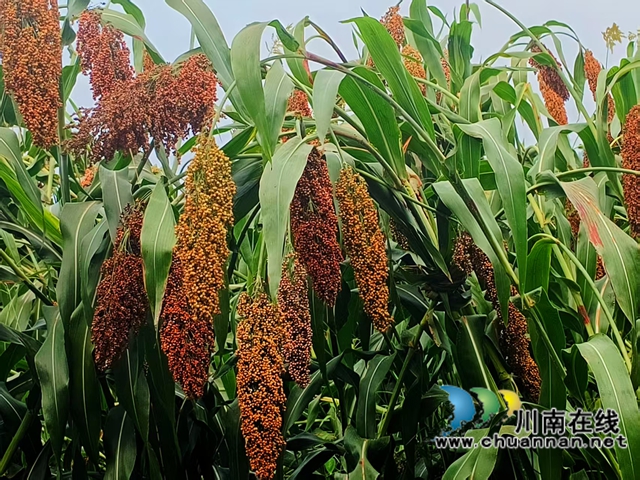 泸县天兴镇：高粱种植新技术增产又增收