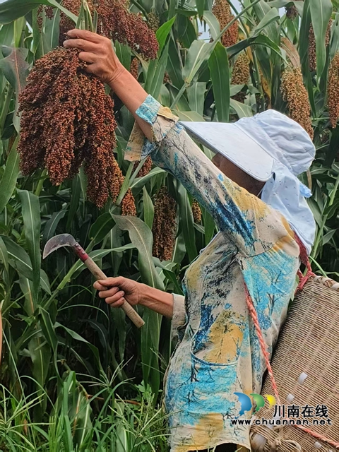 村民收割高粱（赵铭巧摄）.jpg