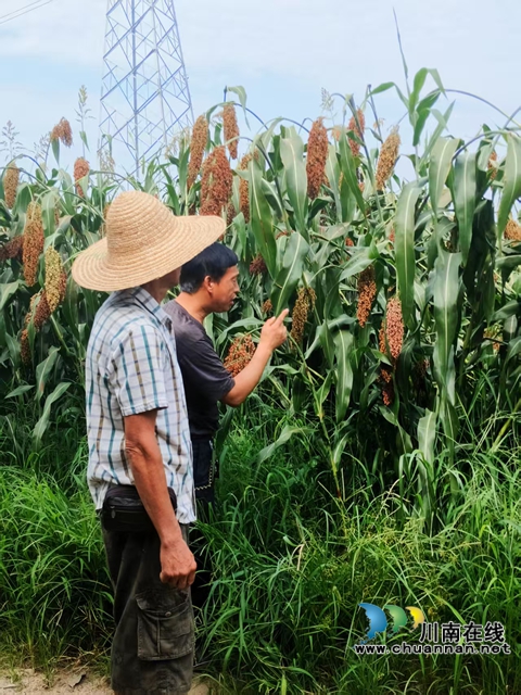农技员察看高粱长势（赵铭巧摄）.jpg