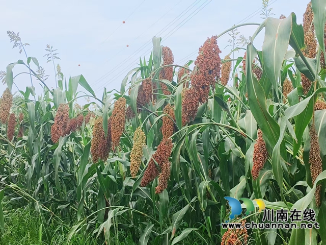 长势良好的高粱（赵铭巧摄）.jpg
