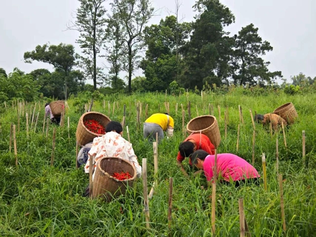 天兴镇:辣椒丰收采摘忙 映红群众致富路(图1) 1.jpg