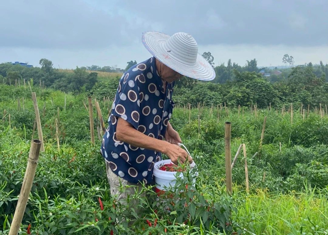 天兴镇:辣椒丰收采摘忙 映红群众致富路(图4) 4.jpg