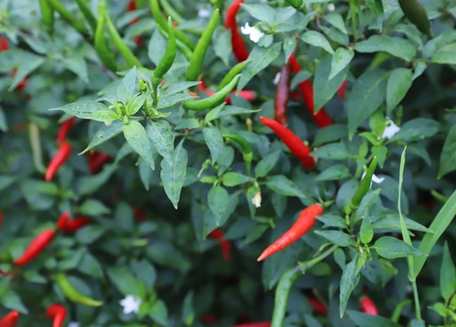 天兴镇:辣椒丰收采摘忙 映红群众致富路(图6) 6.jpg